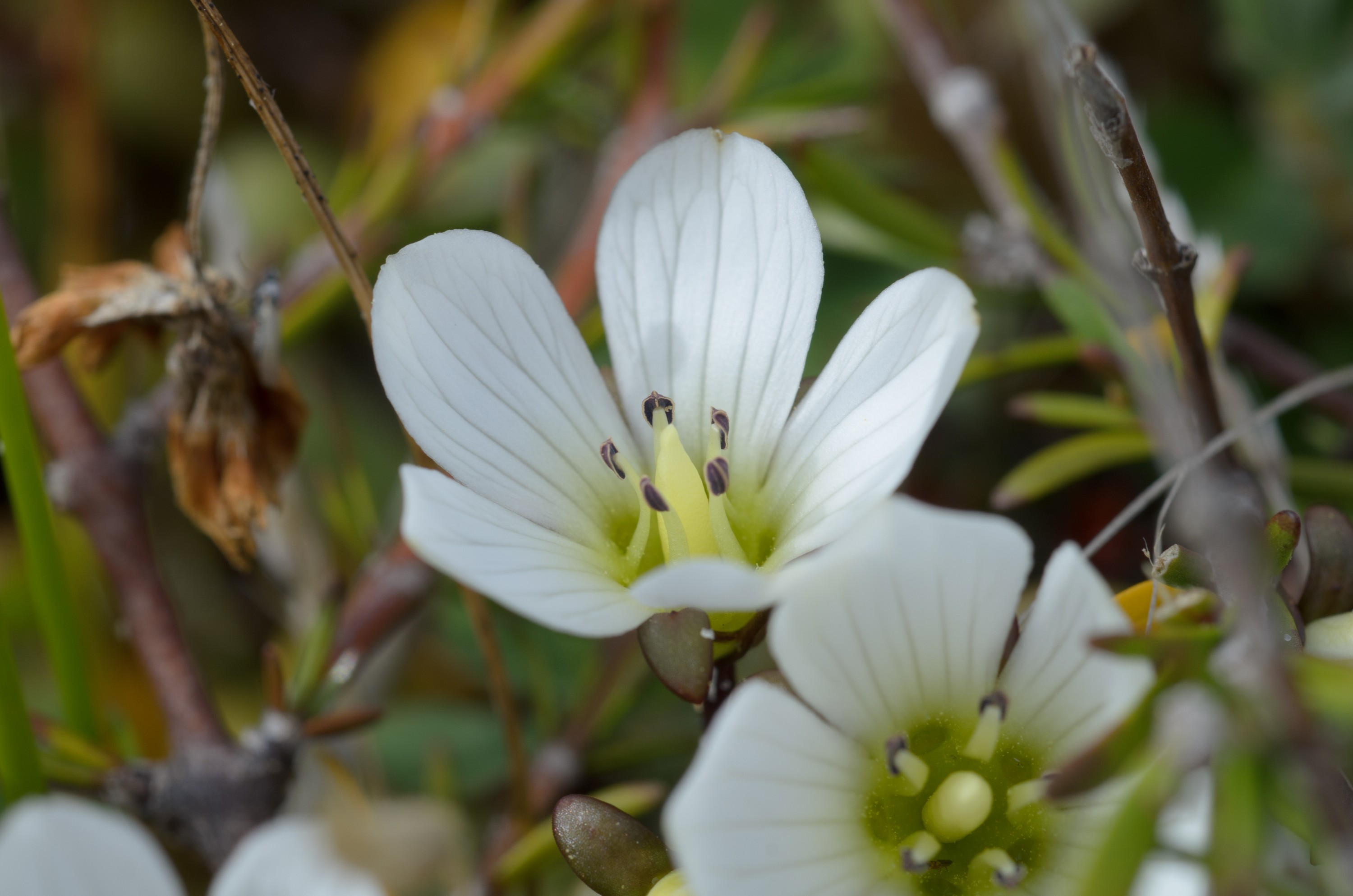 DSC_2043 – Adventure, Bay, Crispin, Gentian, Island, March 2017, Mason, Mason Bay, National Park, New, New Zealand, Rakiura, South, Stewart, Zealand